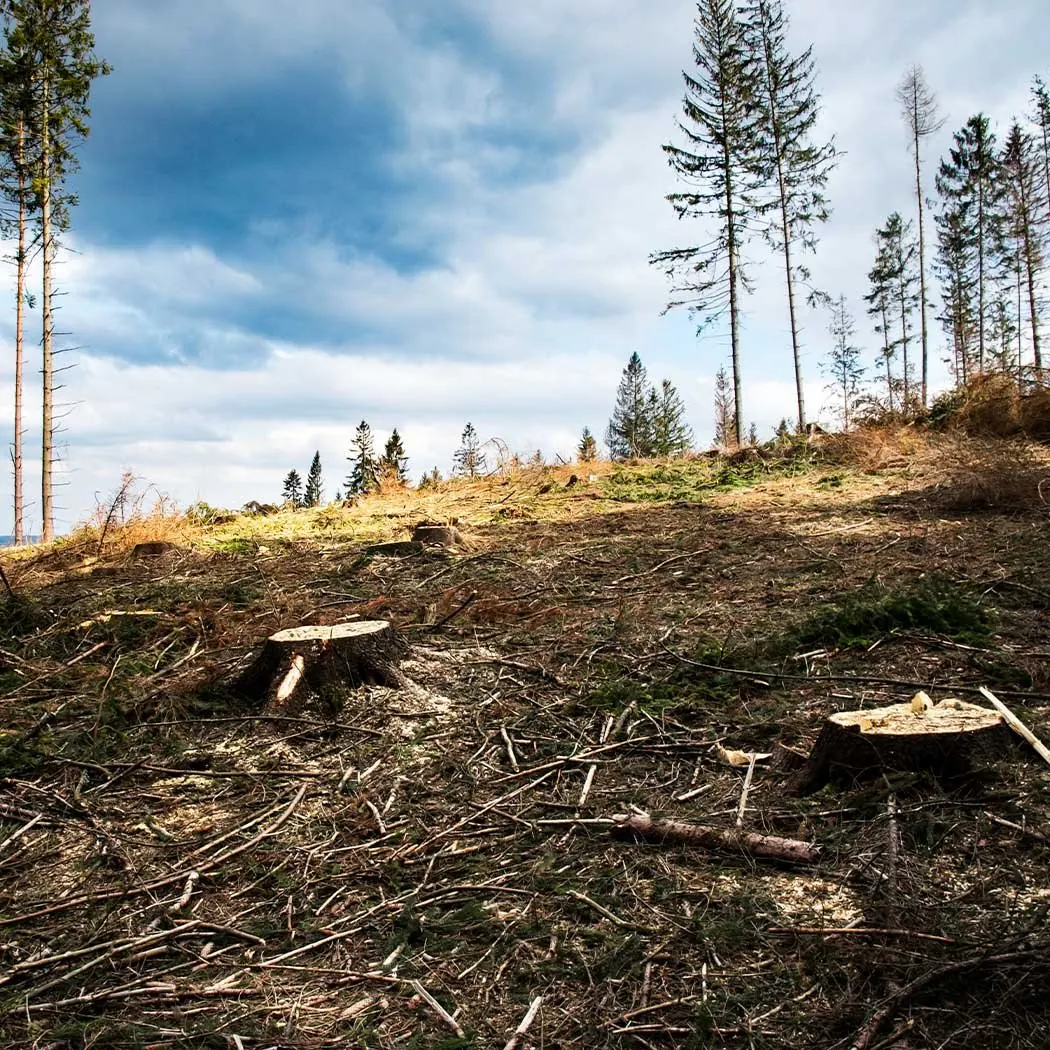 Tree stumps and debris on land being cleared for development